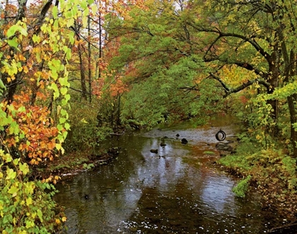 Picture of NEW YORK TIRE SWING HANGS OVER BRANT CREEK