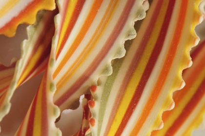Picture of USA CLOSE-UP OF DRIED RAINBOW PASTA NOODLES