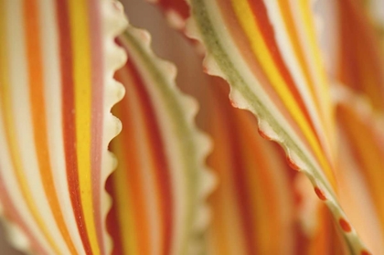 Picture of USA CLOSE-UP OF DRIED RAINBOW PASTA NOODLES