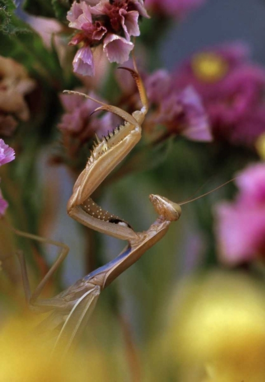 Picture of USA, OREGON PRAYING MANTIS ON STATIC FLOWER