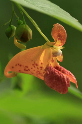 Picture of OREGON, OREGON CLOSE-UP OF JEWELWEED FLOWER