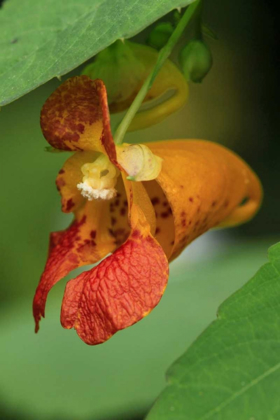 Picture of OREGON, OREGON CLOSE-UP OF JEWELWEED FLOWER