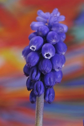 Picture of OREGON, PORTLAND BLUE GRAPE HYACINTH FLOWER