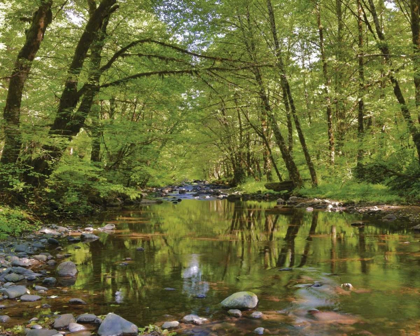 Picture of OREGON, TILLAMOOK STATE FOREST WILSON RIVER