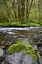 Picture of OREGON, TILLAMOOK STATE FOREST WILSON RIVER