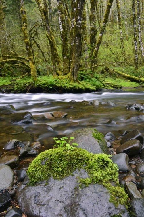 Picture of OREGON, TILLAMOOK STATE FOREST WILSON RIVER