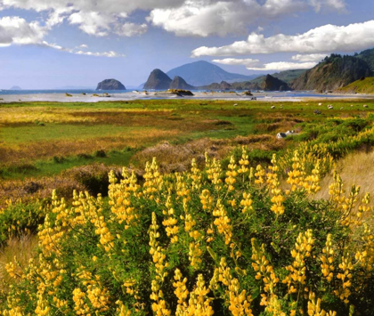 Picture of OREGON LANDSCAPE OF YELLOW LUPINE AND BEACH