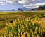 Picture of OREGON LANDSCAPE OF YELLOW LUPINE AND BEACH