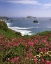 Picture of OREGON SEASCAPE OF GOAT ROCK AND SWEET PEAS