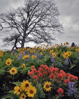 Picture of OR, COLUMBIA GORGE NSA OAK TREE AND FLOWERS