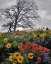 Picture of OR, COLUMBIA GORGE NSA OAK TREE AND FLOWERS