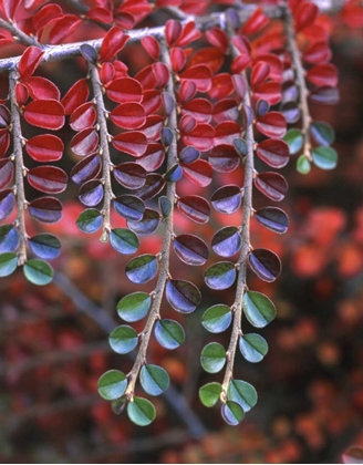 Picture of OR, MULTNOMAH CO, COTONEASTER IN FALL COLORS