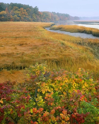 Picture of ME, KENNEBUNKPORT TIDAL MARSH ON THE MOUSAM