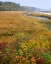 Picture of ME, KENNEBUNKPORT TIDAL MARSH ON THE MOUSAM