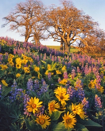 Picture of WA, BALSAMROOT, LUPINE, AND OAKS ON HILLSIDE