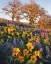 Picture of WA, BALSAMROOT, LUPINE, AND OAKS ON HILLSIDE