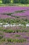 Picture of OR, OAKS BOTTOM PURPLE LOOSESTRIFE IN MARSH