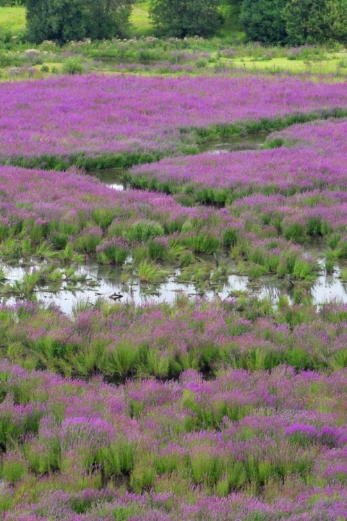 Picture of OR, OAKS BOTTOM PURPLE LOOSESTRIFE IN MARSH