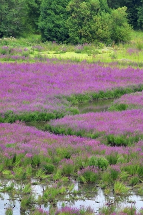 Picture of OR, OAKS BOTTOM PURPLE LOOSESTRIFE IN MARSH