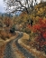 Picture of WA, COLUMBIA GORGE NSA ROAD AND AUTUMN OAKS