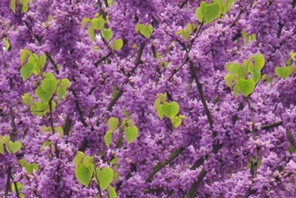 Picture of OR, BLOSSOMS ON REDBUD TREE IN MULTNOMAH CO,