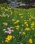 Picture of WY, MEDICINE BOW NF GOLDEN MOUNTAIN ARNICAS