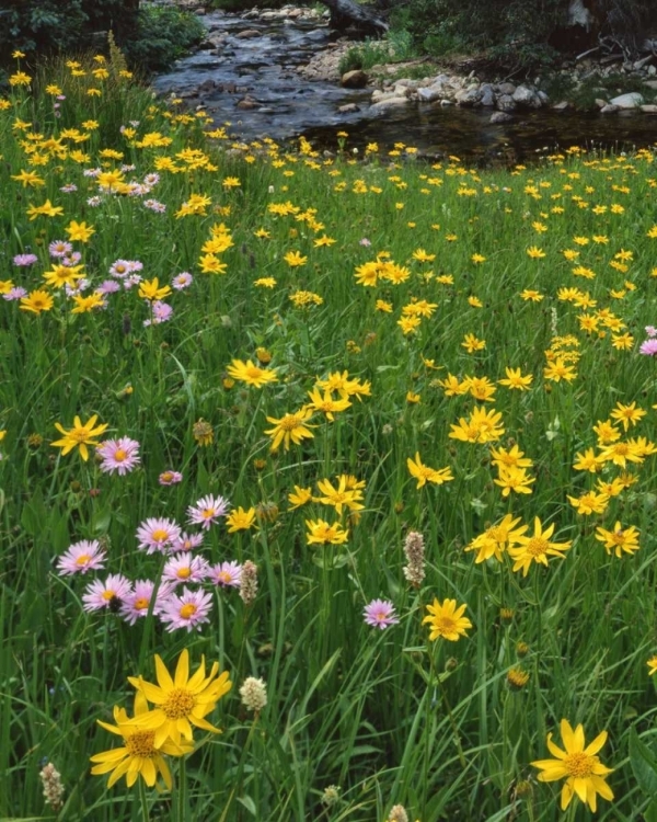 Picture of WY, MEDICINE BOW NF GOLDEN MOUNTAIN ARNICAS