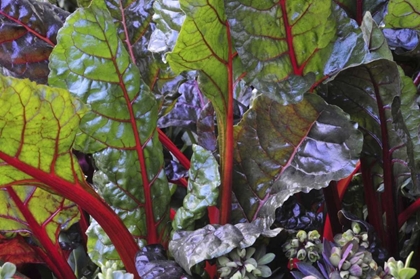 Picture of OR, PORTLAND RAINBOW CHARD IN VIBRANT COLOR