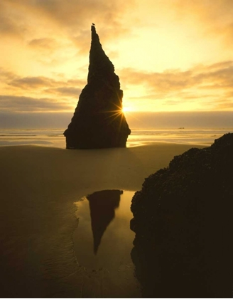 Picture of OR, BANDON BEACH, SUNSET SILHOUETTES SEABIRD