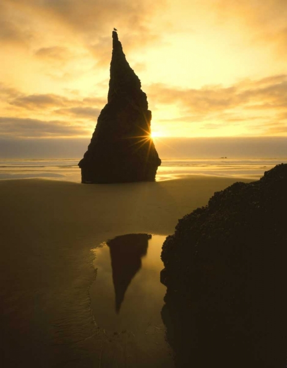 Picture of OR, BANDON BEACH, SUNSET SILHOUETTES SEABIRD