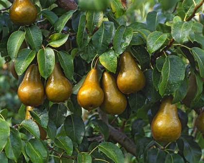Picture of OR, HOOD RIVER BOSC PEARS READY FOR HARVEST