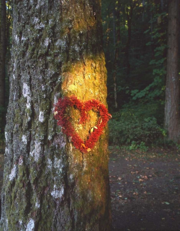 Picture of OR, MT HOOD NF, HEART WREATH ON DOUGLAS-FIR