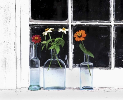 Picture of USA, OREGON, ZINNIAS IN BOTTLES ON WINDOWSILL