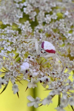 Picture of USA, OREGON CRAB SPIDER ON WILD CARROT BLOOM