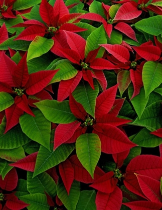 Picture of USA, RED POINSETTIA FLOWERS WITH GREEN LEAVES