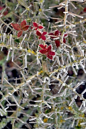 Picture of OREGON CLOSE-UP OF FROSTED COTONEASTER PLANT