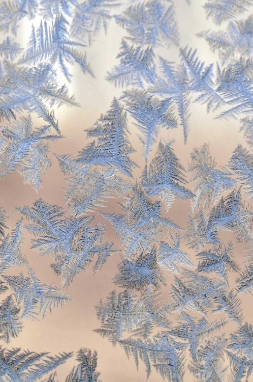 Picture of OREGON, PORTLAND ICE CRYSTALS ON WINDOW PANE