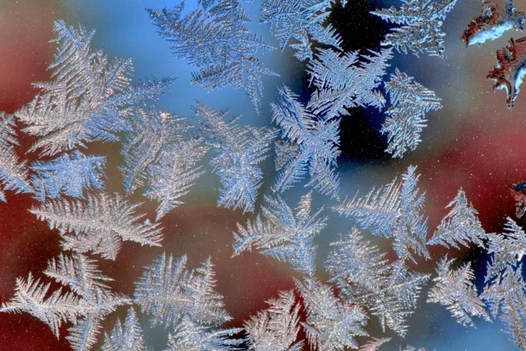 Picture of OREGON, PORTLAND ICE CRYSTALS ON WINDOW PANE