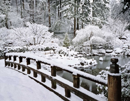 Picture of OREGON, PORTLAND WINTER SNOWFALL IN A GARDEN