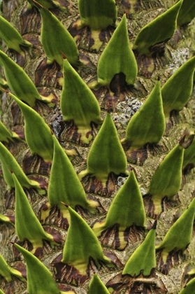 Picture of OREGON, PORTLAND TRUNK OF MONKEY PUZZLE TREE