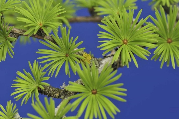 Picture of OREGON, PORTLAND YOUNG TAMARACK TREE NEEDLES