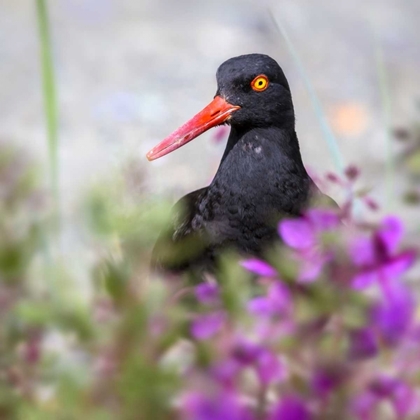 Picture of AK, GLACIER BAY BLACK OYSTER CATCHER AND FLOWERS