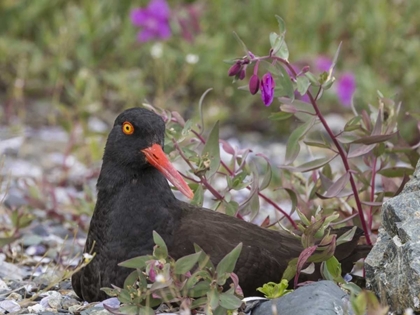 Picture of AK, GLACIER BAY BLACK OYSTER CATCHER AND FLOWERS