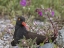 Picture of AK, GLACIER BAY BLACK OYSTER CATCHER AND FLOWERS