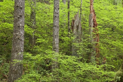 Picture of OR, COLUMBIA GORGE FOREST FROM EAGLE CREEK TRAIL