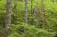 Picture of OR, COLUMBIA GORGE FOREST FROM EAGLE CREEK TRAIL