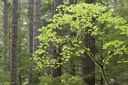 Picture of OR, COLUMBIA GORGE FOREST FROM EAGLE CREEK TRAIL