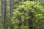 Picture of OR, COLUMBIA GORGE FOREST FROM EAGLE CREEK TRAIL