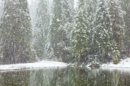 Picture of CA, OAKHURST FIR TREES REFLECT IN POND IN WINTER
