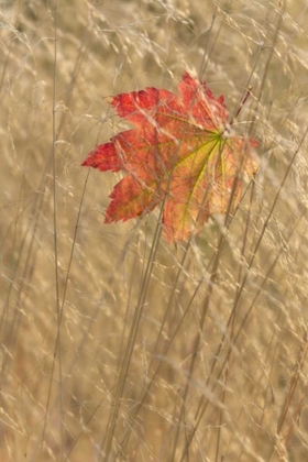 Picture of WA, SEABECK VINE MAPLE LEAF CAUGHT IN FALL GRASS